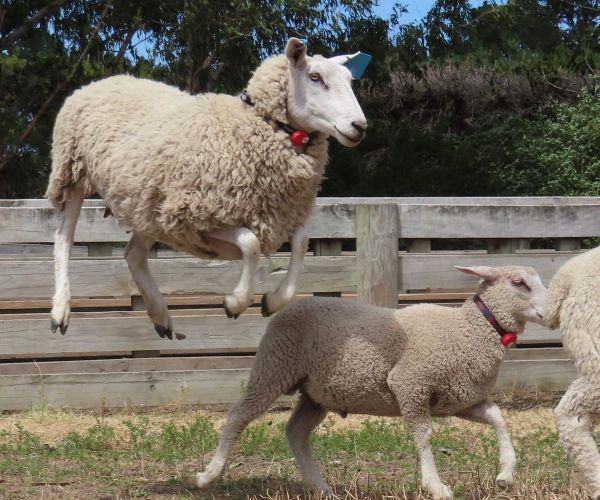 Jumping Sheep